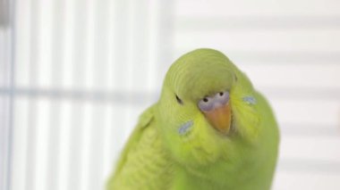 Tahta bir levrekte oturan yeşil papağan.