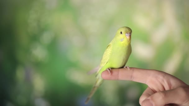 Bonito Papagaio Verde Sentado Dedo — Vídeo de Stock