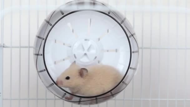 Cute Brown Hamster Sitting Wheel — Stock Video