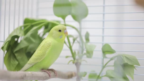 Πράσινος Παπαγάλος Κάθεται Μια Ξύλινη Πέρκα — Αρχείο Βίντεο