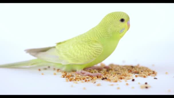 Roztomilý Zelený Papoušek Jídlo Lehkém Pozadí — Stock video