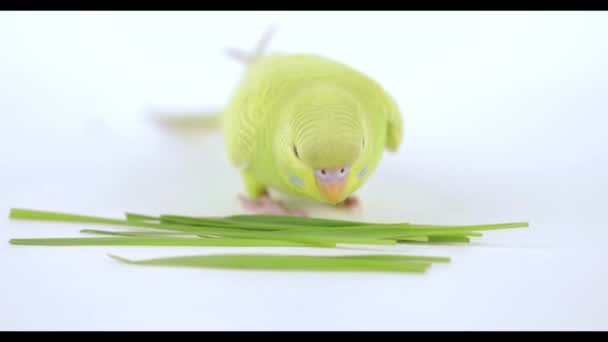 可爱的绿鹦鹉在浅色背景下吃草 — 图库视频影像