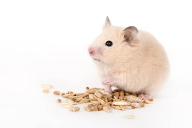 Kahverengi hamster hafif arka planda yemek yer.