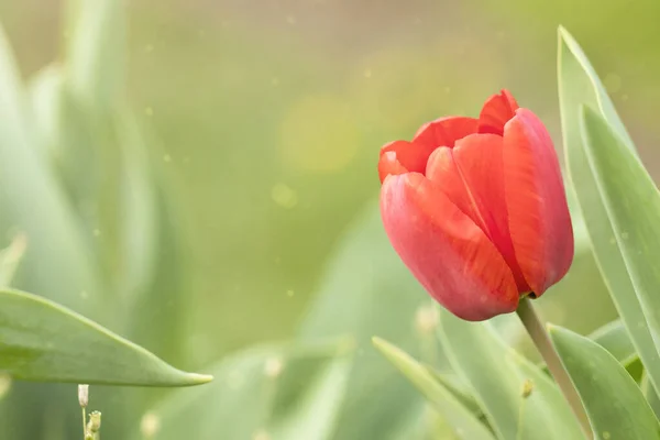 Bahar çiçeklerinin lalelerini kapatın.