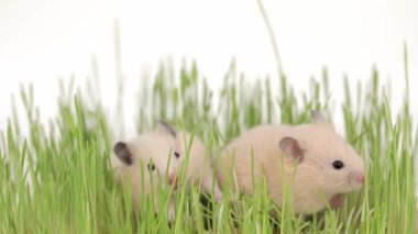 İki sevimli kahverengi hamster yeşil çimlerde oturuyor.