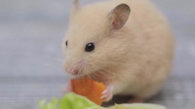Şirin kahverengi hamster gri arka planda havuç yiyor.