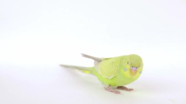 açık arkaplanda yeşil papağan yakın plan