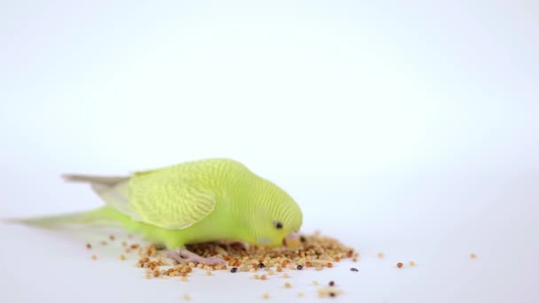 Roztomilý Zelený Papoušek Jídlo Lehkém Pozadí — Stock video