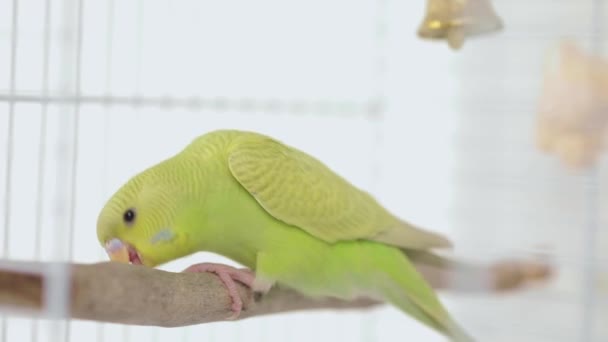 Zöld Papagáj Egy Sügér — Stock videók
