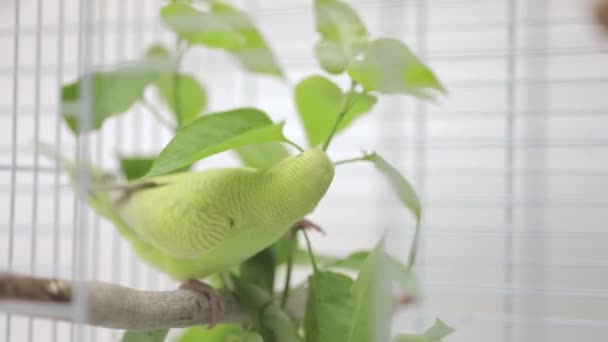 Zelený Papoušek Sedící Dřevěném Bidýlku — Stock video