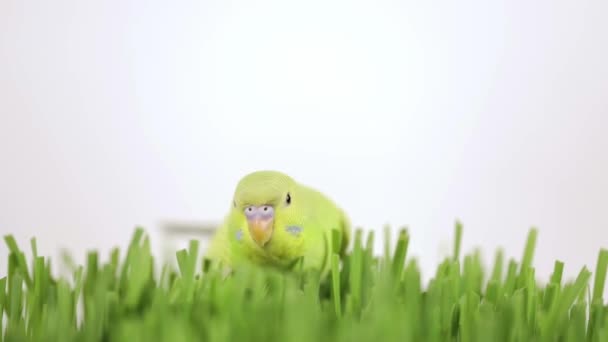 Roztomilý Zelený Papoušek Sedí Trávě — Stock video