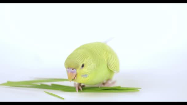 Słodka Zielona Papuga Zjada Trawę Jasnym Tle — Wideo stockowe