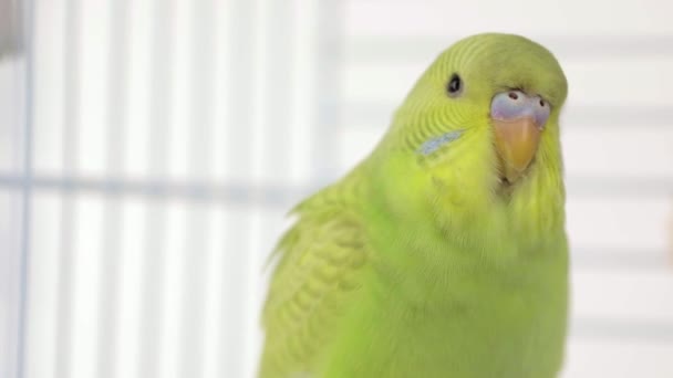 Zelený Papoušek Sedící Dřevěném Bidýlku — Stock video