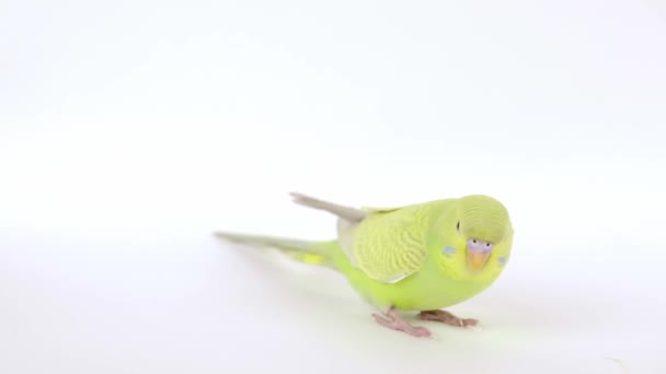 Green Parrot Light Background Close — Stock Video