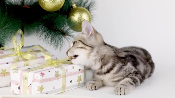 Brown Kitten Sitting Christmas Tree — Stock Video