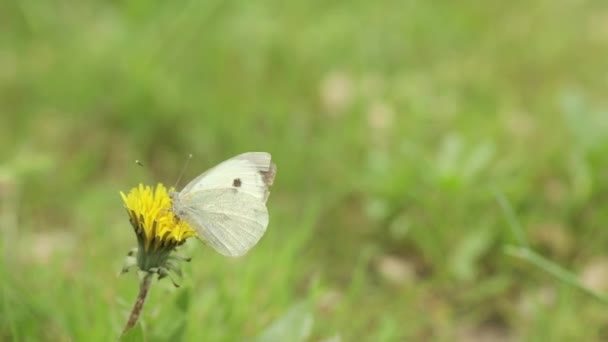 Weißer Schmetterling Auf Einer Löwenzahnblume — Stockvideo