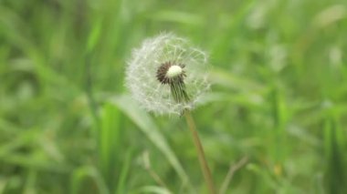 bahar beyaz karahindiba yakın yakın
