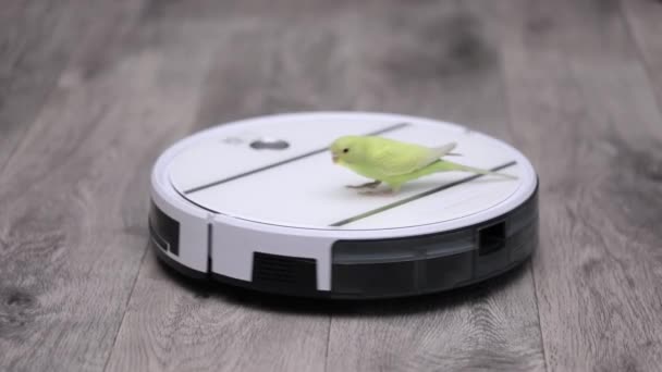 Ένας Πράσινος Παπαγάλος Καβαλάει Μια Ηλεκτρική Σκούπα Λευκών Ρομπότ — Αρχείο Βίντεο