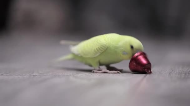 Roztomilý Zelený Papoušek Hraje Zvonkem — Stock video