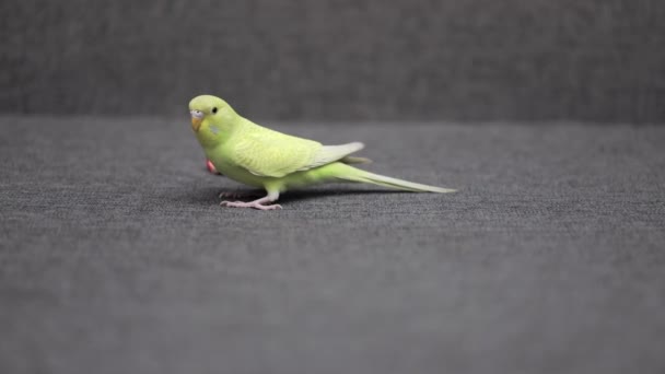 Roztomilý Zelený Papoušek Šedé Pohovce — Stock video