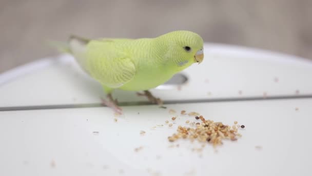 Cute Green Parrot Plays Eats Food — Stock Video