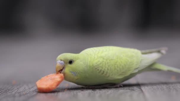Roztomilý Zelený Papoušek Hraje Jíst Mrkev — Stock video