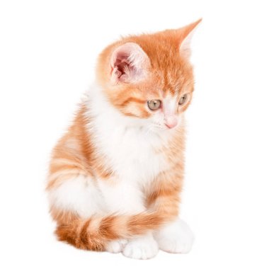 Beyaz arka planda izole tatlı kırmızı ve beyaz kedi yavrusu.