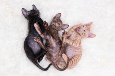 Işık arka planında şirin kedi yavrusu sfenksi.