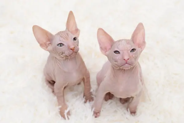 Işık arka planında şirin kedi yavrusu sfenksi.