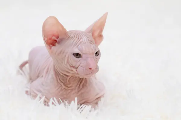 Işık arka planında şirin kedi yavrusu sfenksi.