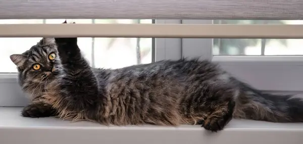 Pencerenin kenarındaki sevimli kahverengi kedi.