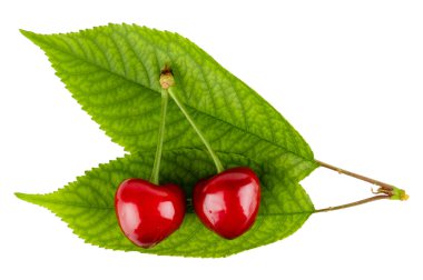 Beyaz arkaplanda yapraklı kirazlar.