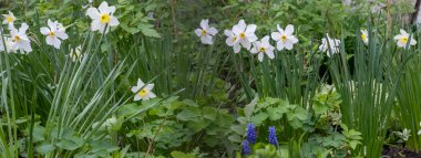 Bahçe bahçesinde ilkbahar çiçekleri..
