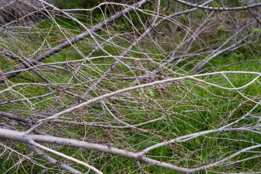 Kesilmiş kuru dallar yerde yatıyor..