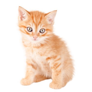 Beyaz Arkaplanda Küçük Kırmızı Kedi Yavrusu.