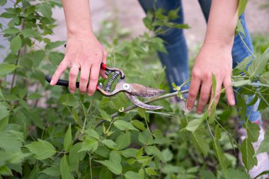 Kadın elleri budama makası ile çalıların dallarını kesiyor..