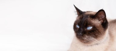 Beyaz Arkaplanda Siyam Kedi Portresi, Bayrak.