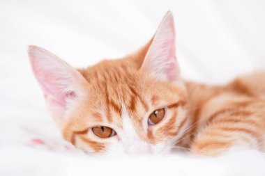 Beyaz bir battaniyenin üzerinde tatlı kırmızı ve beyaz kedi yavrusu yatıyor..