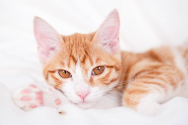 Beyaz bir battaniyenin üzerinde tatlı kırmızı ve beyaz kedi yavrusu yatıyor..