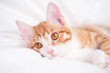 Beyaz bir battaniyenin üzerinde tatlı kırmızı ve beyaz kedi yavrusu yatıyor..