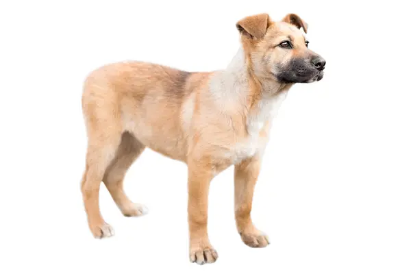 Tatlı Kırmızı Köpek Beyaz Arkaplanda İzole Edildi.