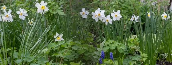 Bahçe bahçesinde ilkbahar çiçekleri..
