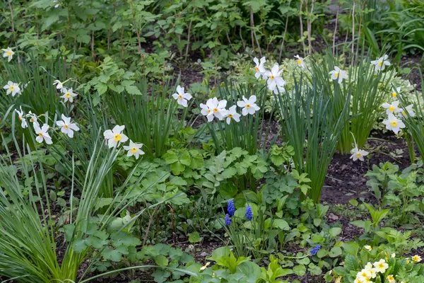Bahçe bahçesinde ilkbahar çiçekleri..