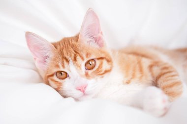 Beyaz bir battaniyenin üzerinde tatlı kırmızı ve beyaz kedi yavrusu yatıyor..