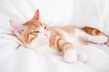 Beyaz bir battaniyenin üzerinde tatlı kırmızı ve beyaz kedi yavrusu yatıyor..