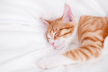 Beyaz bir battaniyenin üzerinde tatlı kırmızı ve beyaz kedi yavrusu yatıyor..