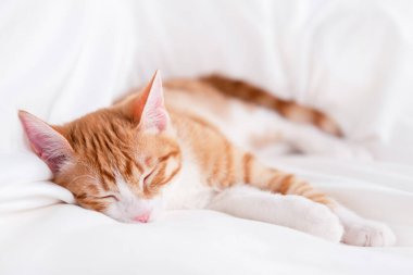 Beyaz bir battaniyenin üzerinde tatlı kırmızı ve beyaz kedi yavrusu yatıyor..