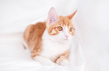 Beyaz bir battaniyenin üzerinde tatlı kırmızı ve beyaz kedi yavrusu yatıyor..