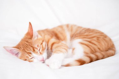 Beyaz bir battaniyenin üzerinde tatlı kırmızı ve beyaz kedi yavrusu yatıyor..