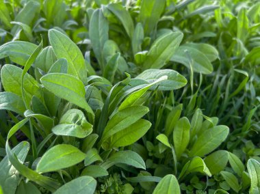 Bahar yeşili çimenler arka planı kapatın.